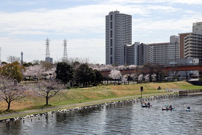 大島小松川公園の桜