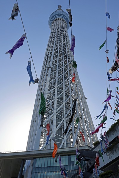 東京スカイツリーと鯉のぼり