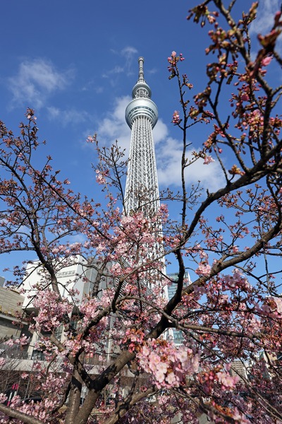 河津桜と東京スカイツリー
