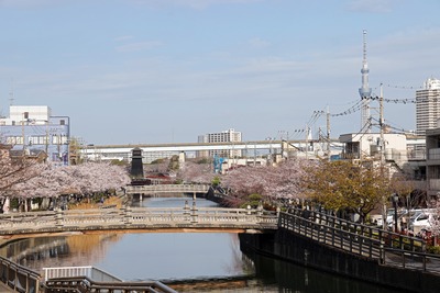 新川千本桜と東京スカイツリー