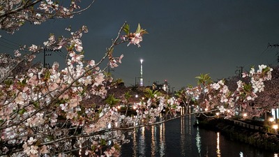 新川の夜桜と東京スカイツリー