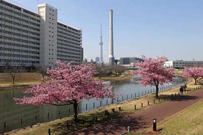 旧中川から見た河津桜と東京スカイツリー