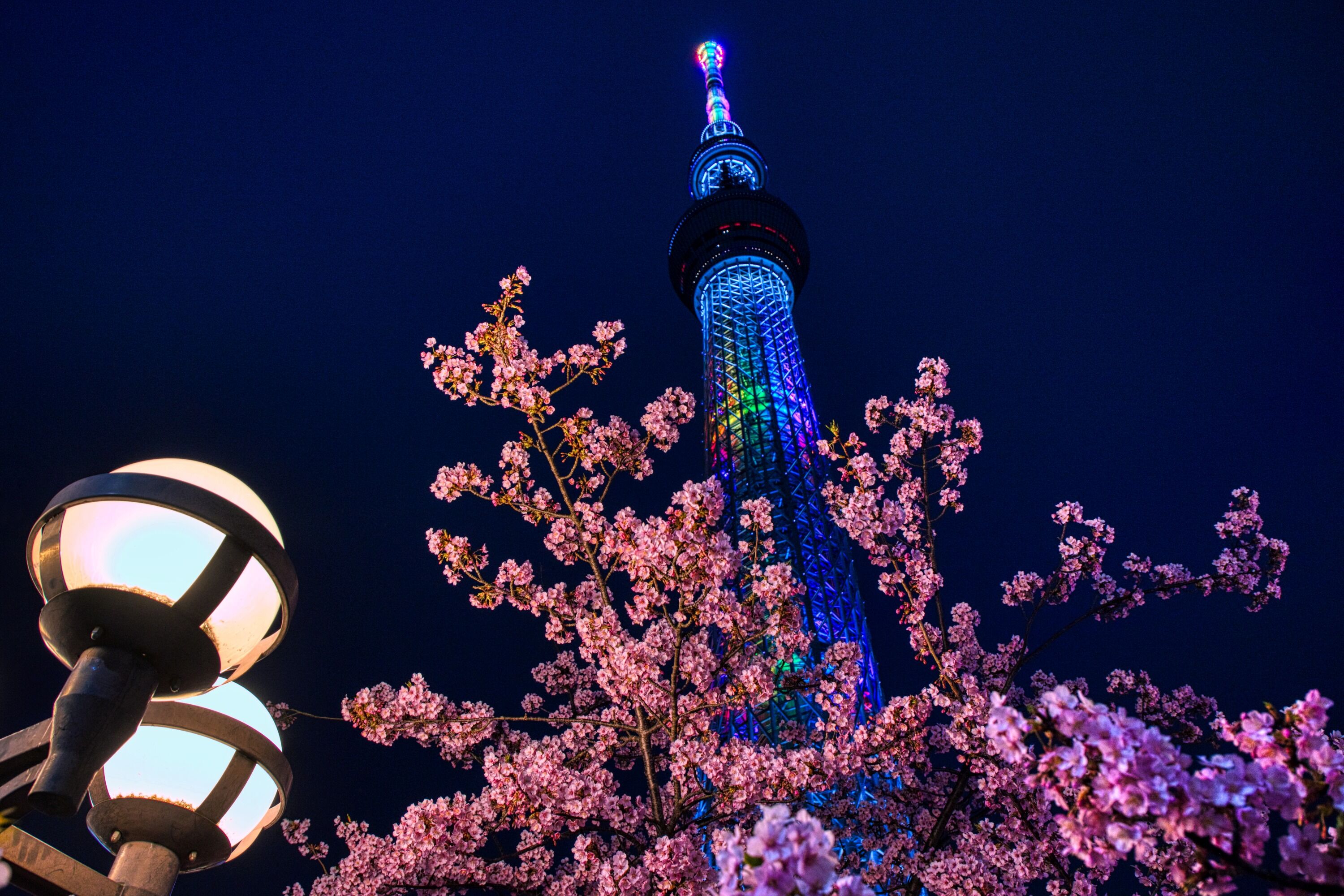 夜桜バージョンの河津桜と東京スカイツリー（2020年2月25日