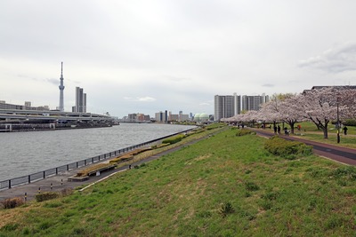 汐入公園の桜と東京スカイツリー