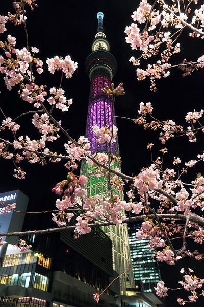 河津桜と東京スカイツリー「ハイビスカス」