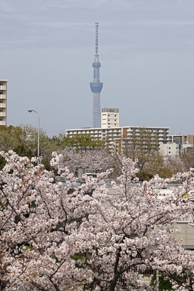 小松川千本桜と東京スカイツリー