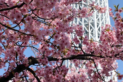 河津桜と東京スカイツリー