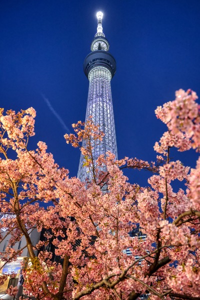 夜桜と東京スカイツリー