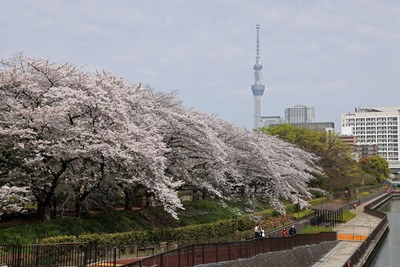 猿江恩賜公園の桜と東京スカイツリー