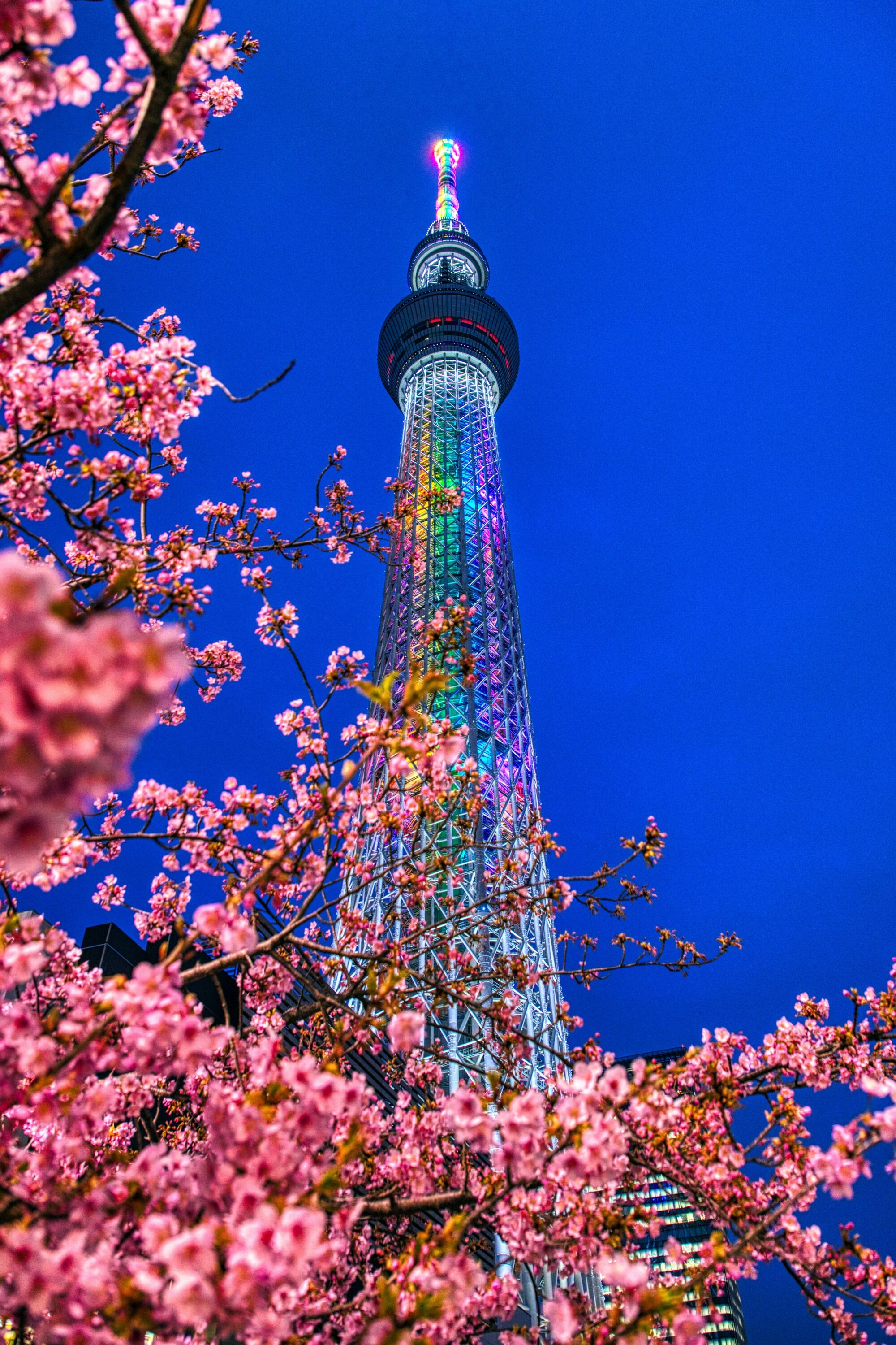 夜桜バージョンの河津桜と東京スカイツリー 年2月25日 東京スカイツリー定点観測所 夜桜バージョンの河津桜と東京スカイツリー 年2月25日 東京スカイツリー定点観測所