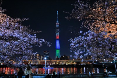 隅田公園の夜桜と東京スカイツリー