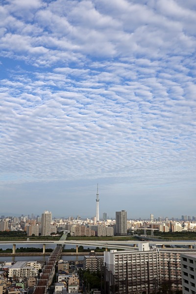 うろこ雲と東京スカイツリー
