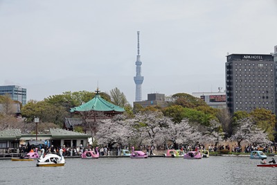 上野恩賜公園の桜と東京スカイツリー