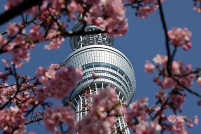河津桜と東京スカイツリー