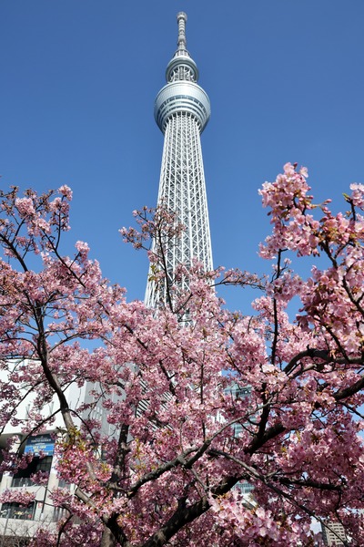 河津桜と東京スカイツリー