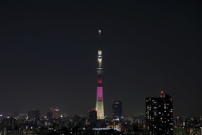 ハイビスカス