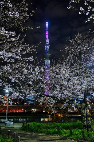 隅田公園「桜の広場」の夜桜と東京スカイツリー