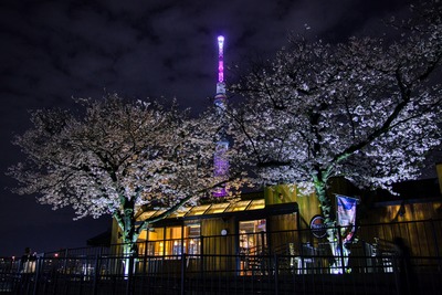 隅田公園の夜桜と東京スカイツリー
