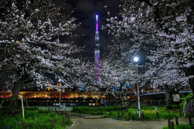 隅田公園「桜の広場」の夜桜と東京スカイツリー