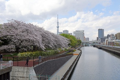 猿江恩賜公園の桜と東京スカイツリー