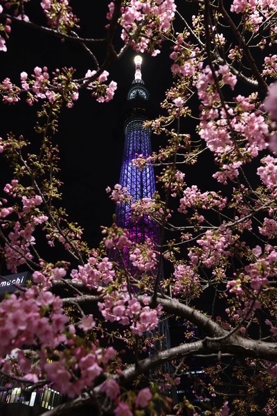 夜桜と東京スカイツリー