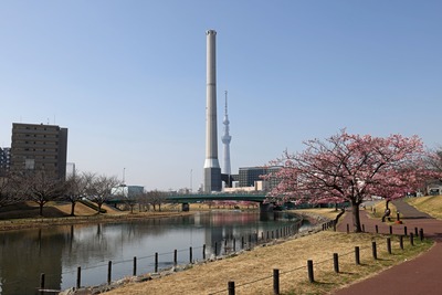 旧中川から見た河津桜と東京スカイツリー