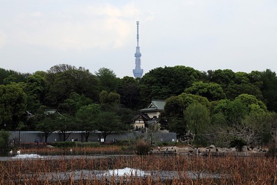 上野動物園から見た東京スカイツリー