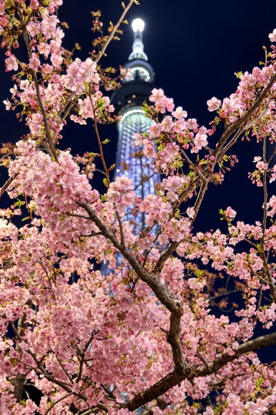 夜桜と東京スカイツリー