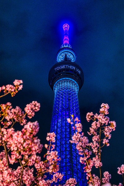 河津桜と東京スカイツリー