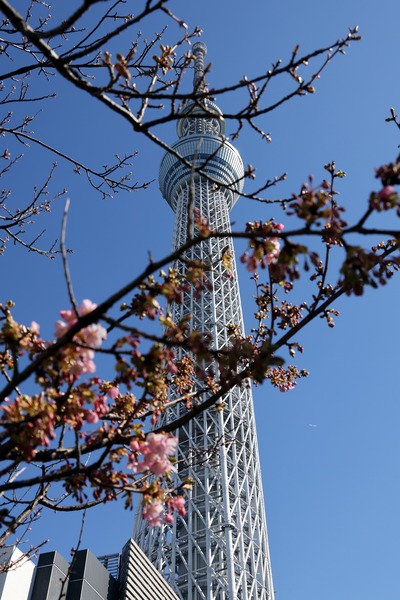 河津桜と東京スカイツリー