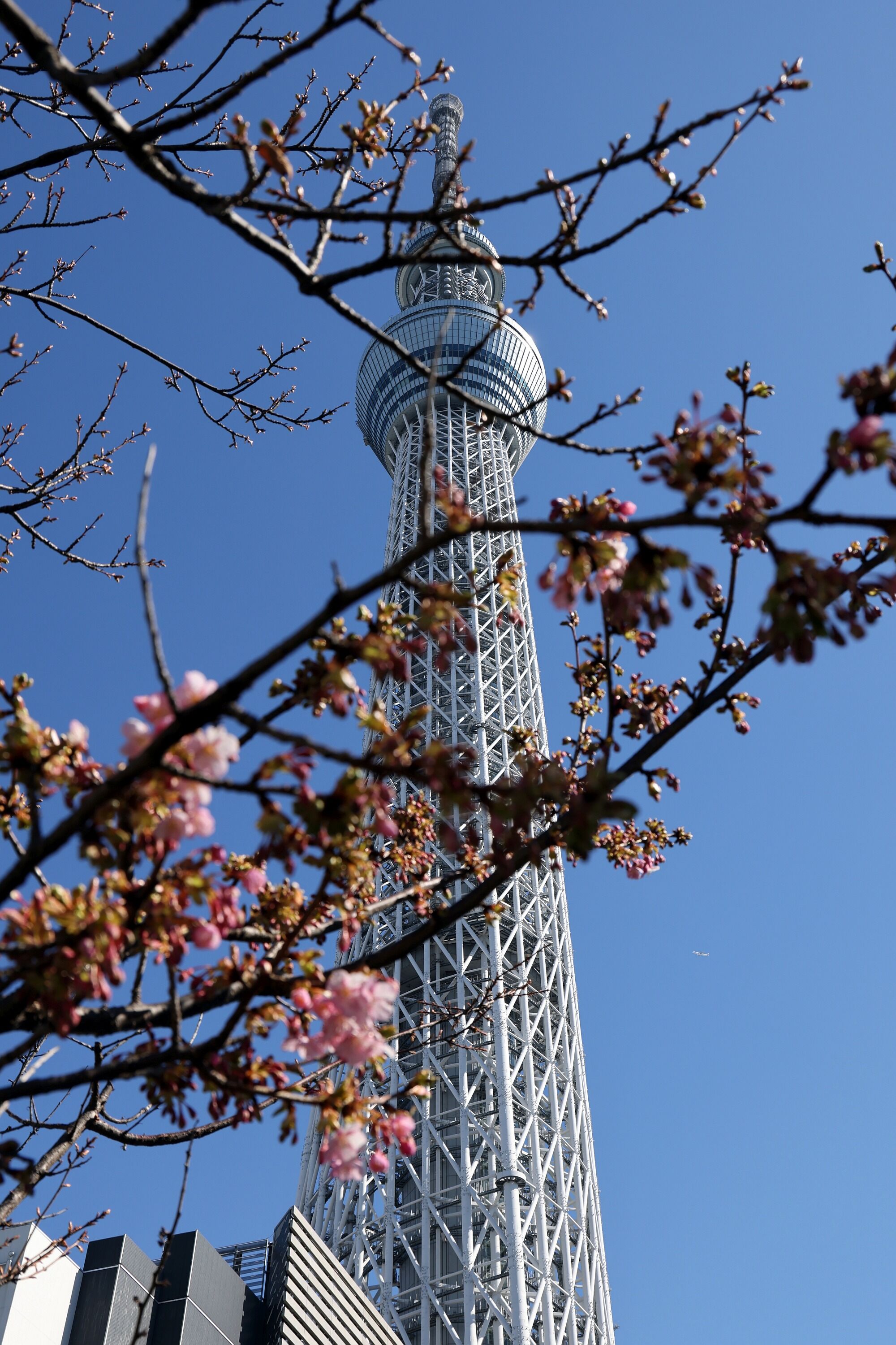 東武橋から撮影した河津桜と東京スカイツリー 22年2月25日 東京スカイツリー定点観測所