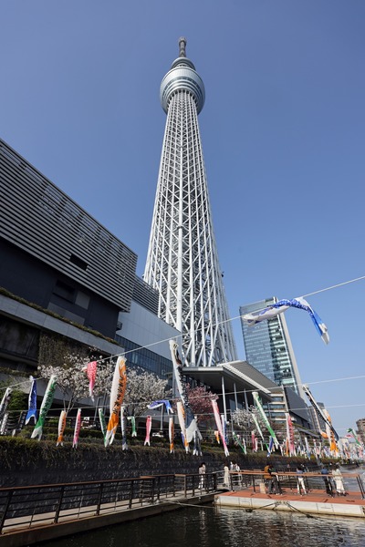 東京スカイツリーと鯉のぼりと桜