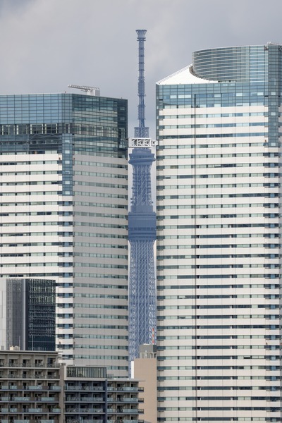レインボーブリッジから東京隙間ツリー