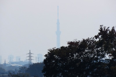 龍Q館から見た東京スカイツリー