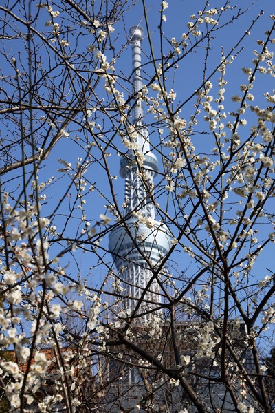 ウメと東京スカイツリー