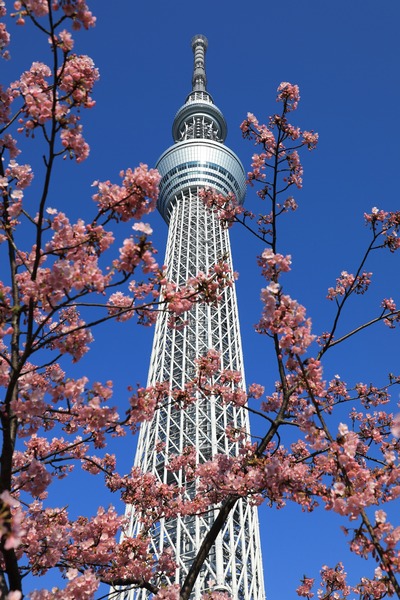 河津桜と東京スカイツリー