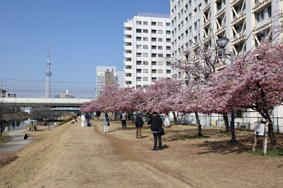 旧中川から見た河津桜と東京スカイツリー