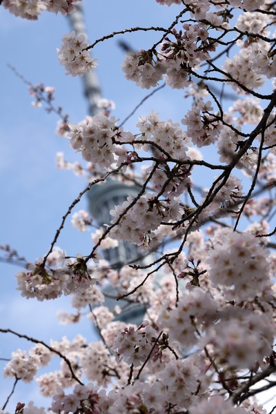 源森橋の桜と東京スカイツリー