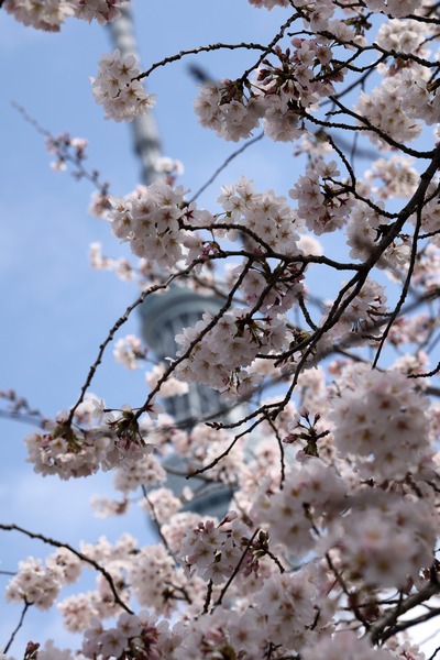 源森橋の桜と東京スカイツリー