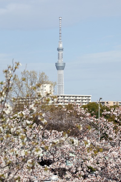 小松川千本桜と東京スカイツリー