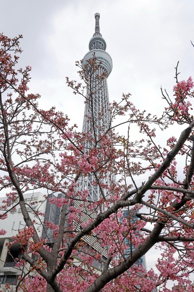 河津桜と東京スカイツリー