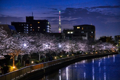 新川千本桜と東京スカイツリー