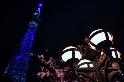 河津桜と東京スカイツリー