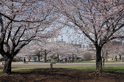 大島小松川公園の桜と東京スカイツリー