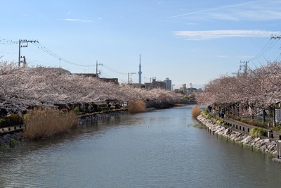新川千本桜と東京スカイツリー