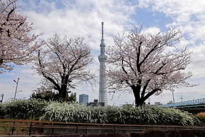 台東区立隅田公園から見た桜と東京スカイツリー