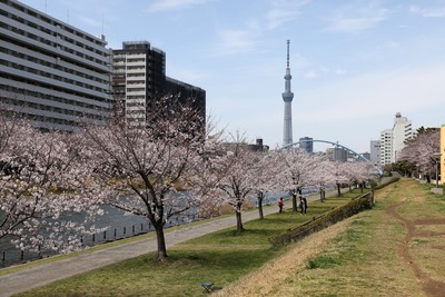 旧中川とふれあい橋と桜と東京スカイツリー