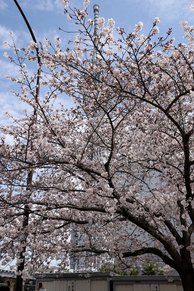 源森橋の桜と東京スカイツリー