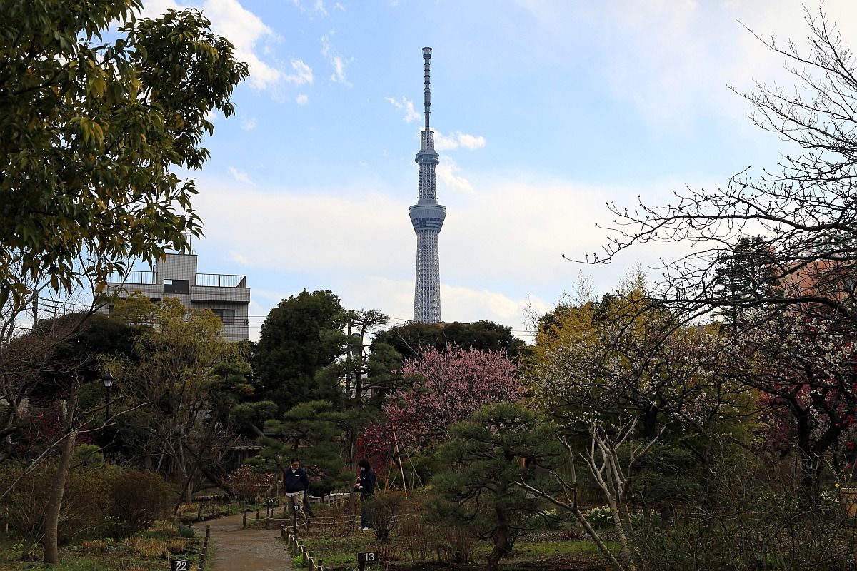 12年3月25日 向島百花園から見た東京スカイツリー 東京スカイツリー定点観測所