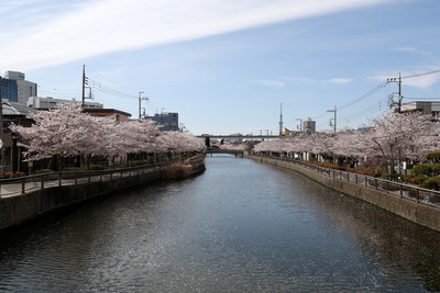 新川千本桜と東京スカイツリー